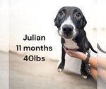 Small #1 Labrador Retriever Mix
