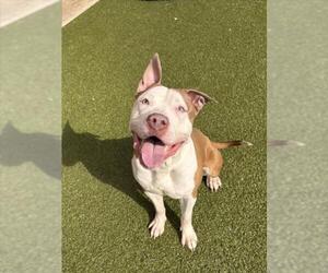 American Pit Bull Terrier Dogs for adoption in Derwood, MD, USA