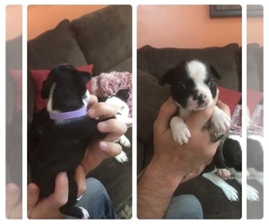Boston Terrier Puppy for sale in CORNERVILLE, AR, USA