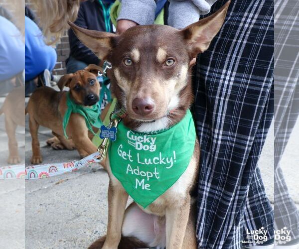 Medium Photo #3 Mutt Puppy For Sale in Washington, DC, USA