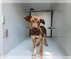 German Shepherd Dog-Unknown Mix Dogs for adoption in Houston, TX, USA