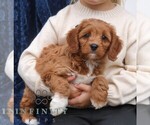Ava - Female Cavapoo (Miniature) Puppy for Sale - Photo #4