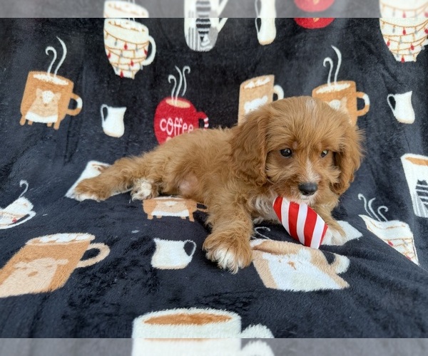 Medium Photo #6 Cavapoo (Standard) Puppy For Sale in LAKELAND, FL, USA