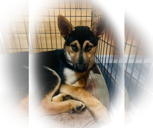 German Shepherd Dog-Siberian Husky Mix Puppy for sale in INDIANAPOLIS, IN, USA