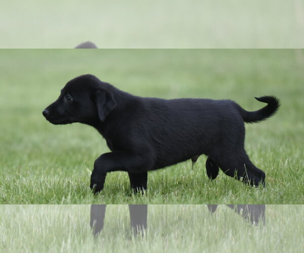 Medium Photo #6 Borador Puppy For Sale in Mechanicsburg, PA, USA