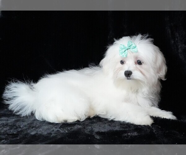 Medium Photo #5 Maltese Puppy For Sale in ROCK VALLEY, IA, USA