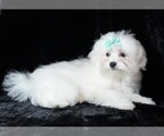 Small #4 Maltese