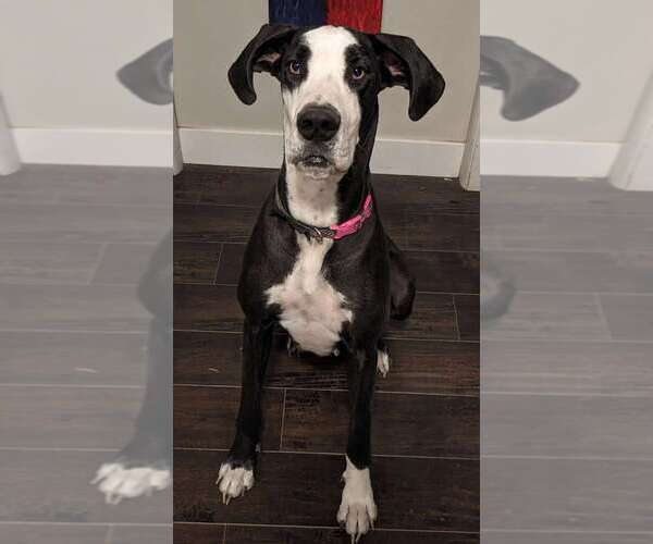 Medium Photo #1 Great Dane-Poodle (Standard) Mix Puppy For Sale in SALT LAKE CITY, UT, USA