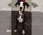 Small Photo #1 Great Dane-Poodle (Standard) Mix Puppy For Sale in SALT LAKE CITY, UT, USA