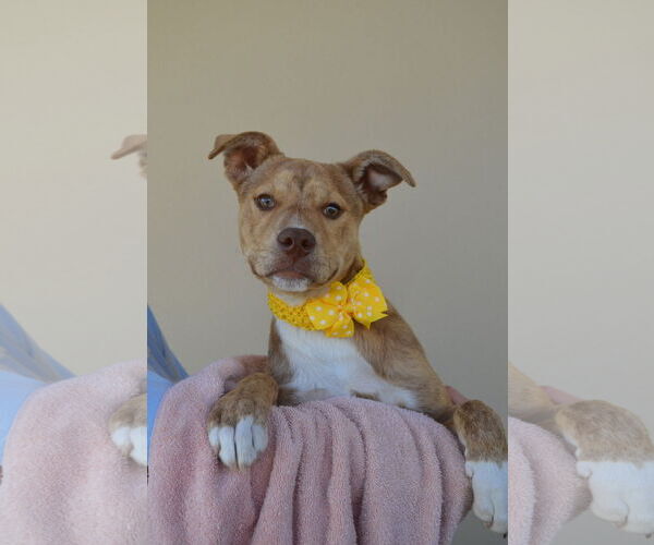 Medium Photo #1 Mutt Puppy For Sale in McKinney, TX, USA