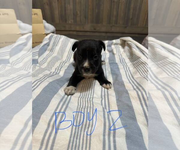 Medium Photo #1 Labrador Retriever-Unknown Mix Puppy For Sale in Corinth, MS, USA