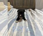 Small Labrador Retriever Mix