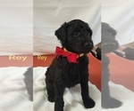 Small Photo #2 Poodle (Standard) Puppy For Sale in LAND O LAKES, FL, USA