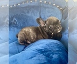 Small #12 French Bulldog