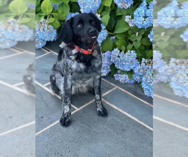 Medium Photo #3 Brittany Puppy For Sale in Curwensville, PA, USA