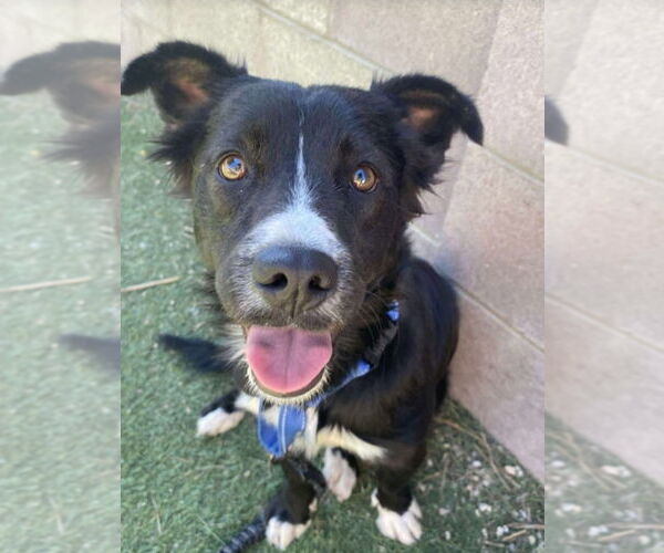 Medium Photo #3 Border Collie-Unknown Mix Puppy For Sale in Lakewood, CO, USA