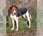 Small Treeing Walker Coonhound