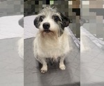 Small Mutt