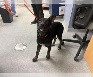 German Shepherd Dog-Unknown Mix Dogs for adoption in Orange, CA, USA