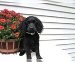 Puppy Hunter Cocker Spaniel-Miniature Bernedoodle Mix