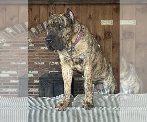 Medium Photo #1 Presa Canario Puppy For Sale in ANSON, ME, USA