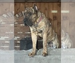 Small Photo #1 Presa Canario Puppy For Sale in ANSON, ME, USA