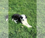 Small Photo #1 Border Collie Puppy For Sale in WARSAW, OH, USA