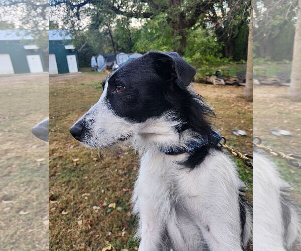 Medium Photo #2 Mutt Puppy For Sale in Brooklyn Center, MN, USA