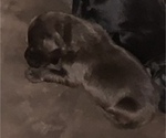Puppy 1 Bernedoodle-Labrador Retriever Mix