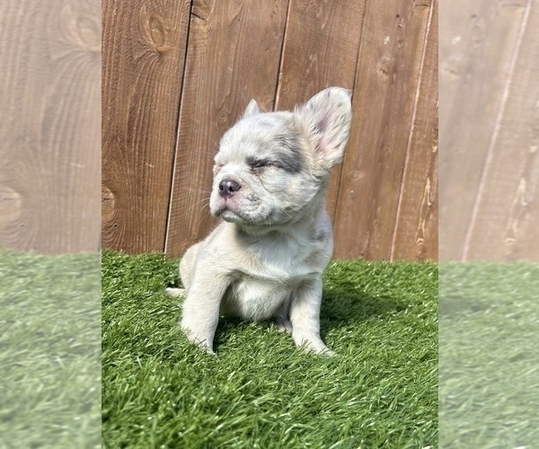 Medium Photo #12 French Bulldog Puppy For Sale in MANCHESTER, NH, USA
