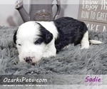 Small Photo #7 Sheepadoodle Puppy For Sale in CEDAR GAP, MO, USA