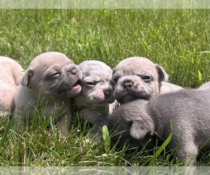 French Bulldog Litter for sale in BENSON, MN, USA