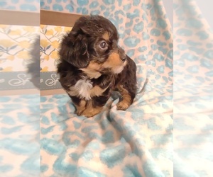 Pembroke Welsh Corgi-Poodle (Miniature) Mix Puppy for sale in LEBANON, MO, USA