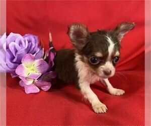 Chihuahua Puppy for sale in BOCA RATON, FL, USA