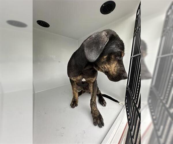 Medium Photo #1 Plott Hound-Unknown Mix Puppy For Sale in Houston, TX, USA
