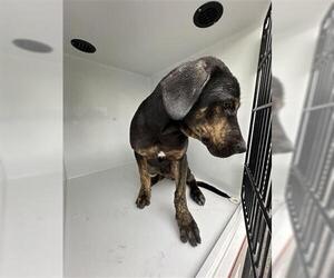 Plott Hound-Unknown Mix Dogs for adoption in Houston, TX, USA