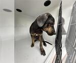 Small Plott Hound Mix