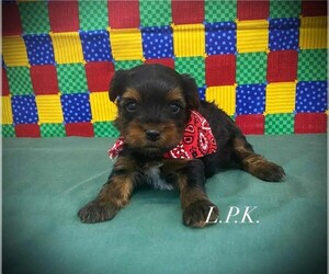 Yorkshire Terrier Puppy for sale in WINNSBORO, LA, USA