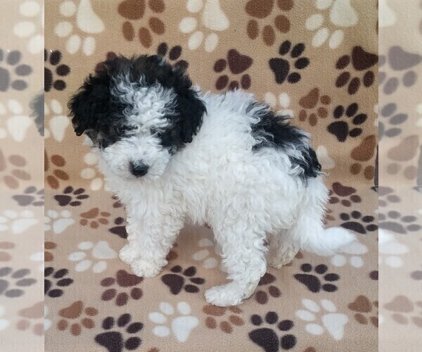 Medium Photo #17 Poodle (Miniature) Puppy For Sale in DUNNVILLE, KY, USA