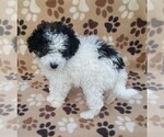 Small Photo #17 Poodle (Miniature) Puppy For Sale in DUNNVILLE, KY, USA
