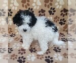 Small #1 Poodle (Miniature)