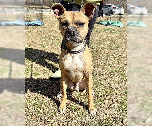 Medium Photo #2 Mutt Puppy For Sale in Forestville, MD, USA