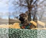 Small Photo #6 German Shepherd Dog Puppy For Sale in KANSAS CITY, KS, USA