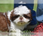 Small Shih Tzu