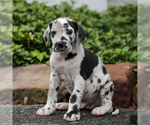 Medium Photo #1 Great Dane Puppy For Sale in LITITZ, PA, USA