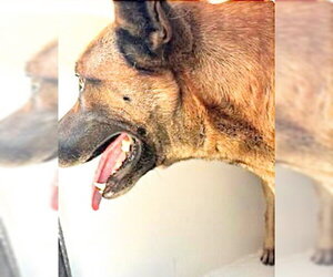 Mutt Dogs for adoption in Houston, TX, USA