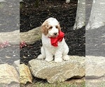 Puppy Puppy 4 Goldendoodle