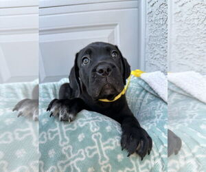 Mutt Dogs for adoption in Goodyear, AZ, USA