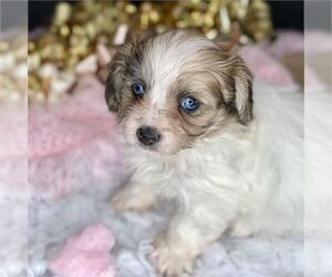 Maltipoo Puppy for sale in SAN FRANCISCO, CA, USA