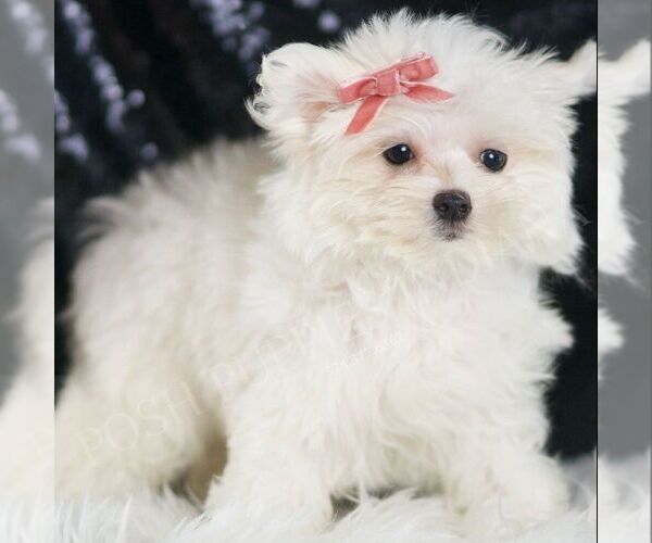 Medium Photo #4 Maltese Puppy For Sale in WARSAW, IN, USA